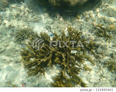 タイ　クラダン島の魚 133995401
