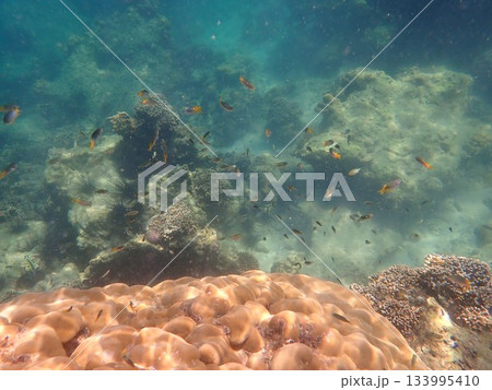 タイ　クラダン島の魚 133995410