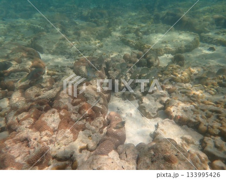 タイ　クラダン島の魚 133995426