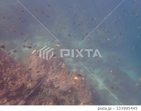 タイ　クラダン島の魚 133995445