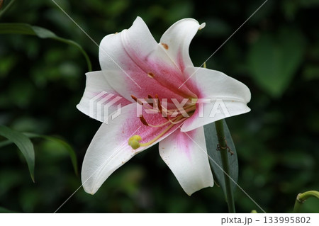 百合の花 113 百合の花 113 133995802