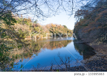 古池（大阪府四條畷市） 133995863