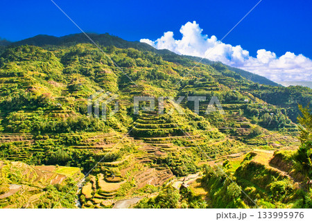 世界遺産・コルディリェーラの棚田群の絶景 133995976
