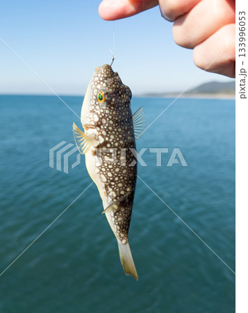 コモンフグ 133996053