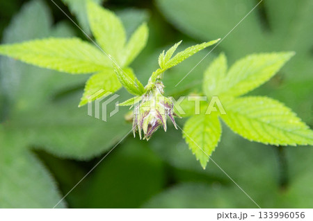 カナムグラの花　(秋の花粉症の原因植物) 133996056