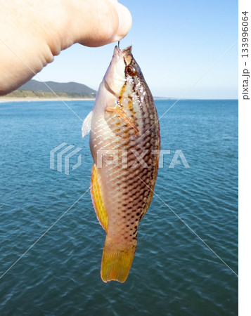 釣れたてホシササノハベラ 133996064