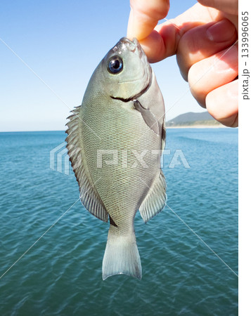 メジナ(グレ) 133996065