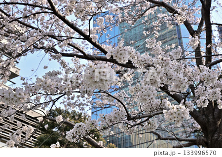 東京ミッドタウン　桜並木 133996570