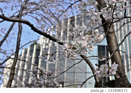 東京ミッドタウン 桜並木 東京ミッドタウン 桜並木 133996571