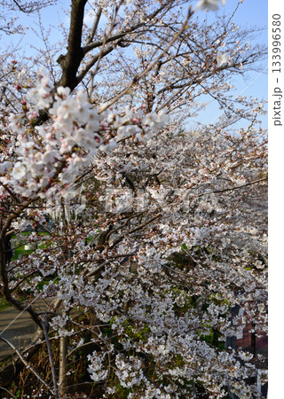 東京ミッドタウン　桜並木 133996580