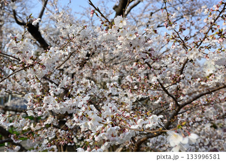 東京ミッドタウン　桜並木 133996581