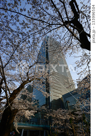 東京ミッドタウン　桜並木 133996584
