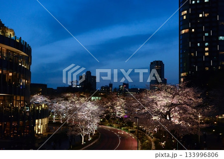 東京ミッドタウン　桜並木（ライトアップ） 133996806