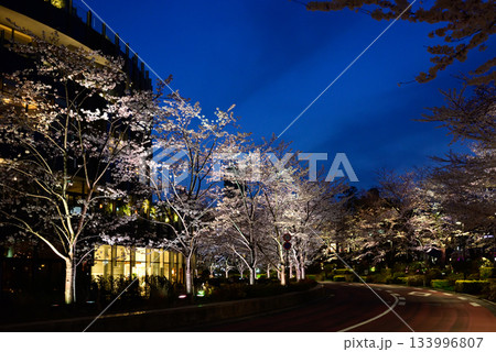 東京ミッドタウン　桜並木（ライトアップ） 133996807
