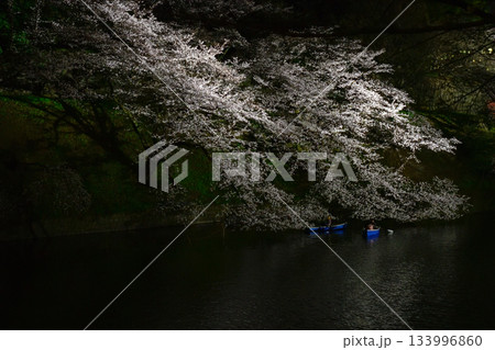 千鳥ヶ淵の桜 133996860