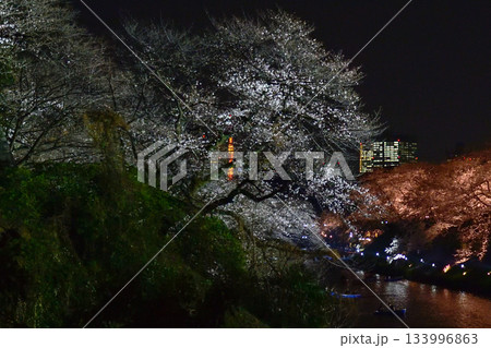 千鳥ヶ淵の桜 千鳥ヶ淵の桜 133996863