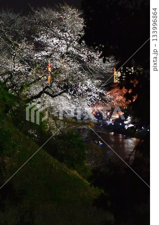千鳥ヶ淵の桜 133996864