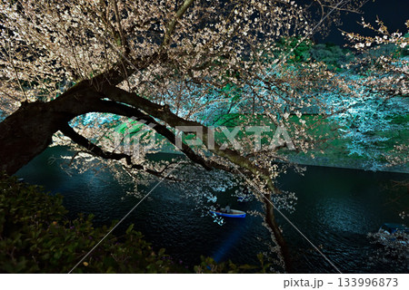 千鳥ヶ淵の桜 133996873