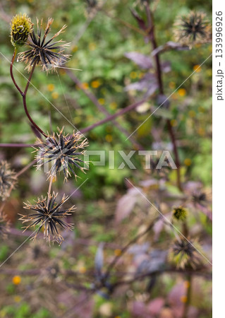 コセンダングサ（小栴檀草）の種 133996926