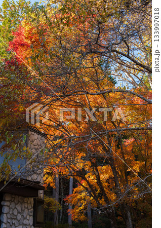 紅葉する木々 秋の森 紅葉する木々 秋の森 133997018