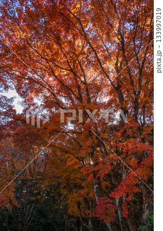 紅葉する木々 秋の森 紅葉する木々 秋の森 133997019