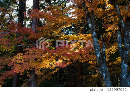紅葉する木々　秋の森 133997022
