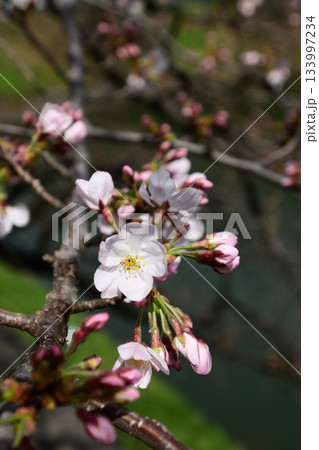 千鳥ヶ淵の桜 千鳥ヶ淵の桜 133997234
