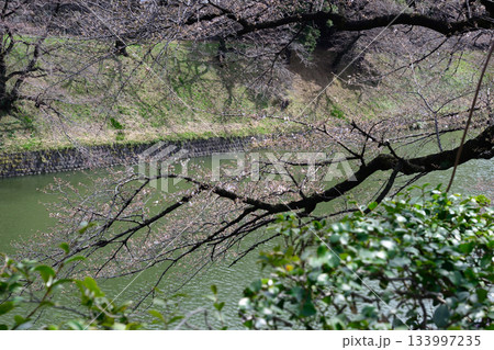 千鳥ヶ淵の桜 千鳥ヶ淵の桜 133997235