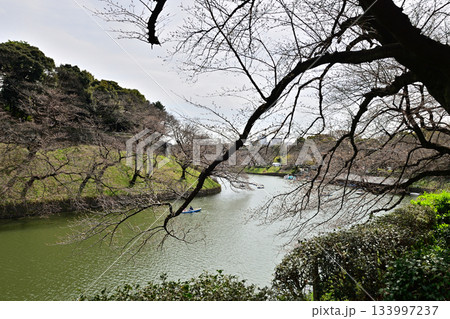 千鳥ヶ淵の桜 133997237