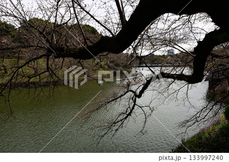 千鳥ヶ淵の桜 133997240