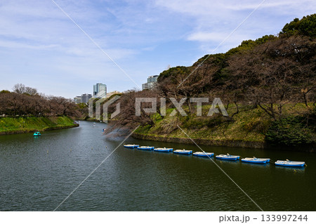 千鳥ヶ淵の桜 千鳥ヶ淵の桜 133997244