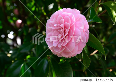 旧古河庭園　乙女椿 133997719