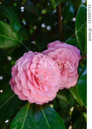 旧古河庭園　乙女椿 133997723