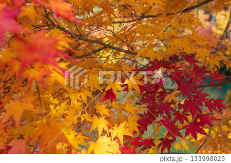 南伊奈ヶ湖のもみじ 紅葉する一本楓 南伊奈ヶ湖のもみじ 紅葉する一本楓 133998023
