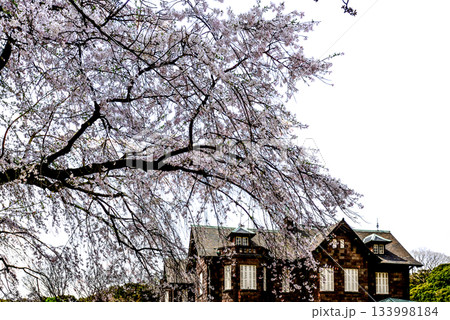 旧古河庭園 洋館と桜 旧古河庭園 洋館と桜 133998184