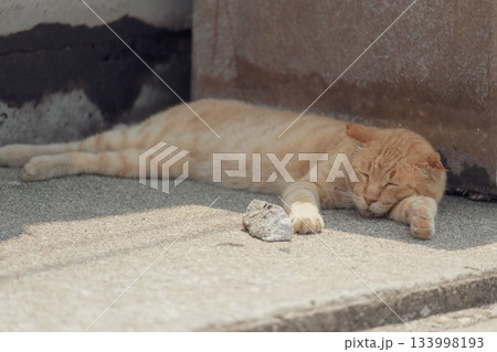 猫の日常 猫の日常 133998193