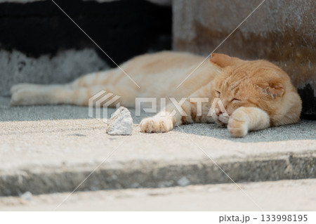 猫の日常 猫の日常 133998195