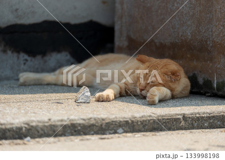 猫の日常 猫の日常 133998198