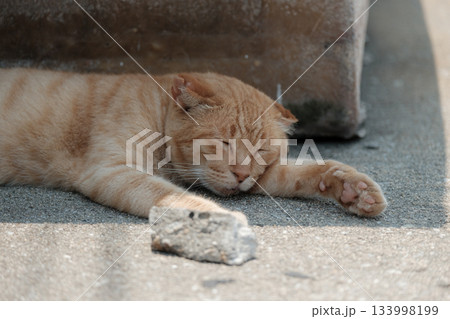 猫の日常 猫の日常 133998199