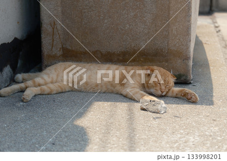 猫の日常 133998201