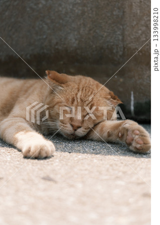猫の日常 猫の日常 133998210