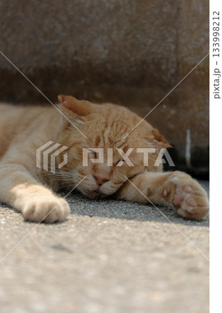 猫の日常 猫の日常 133998212