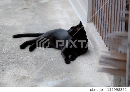 猫の日常 猫の日常 133998222