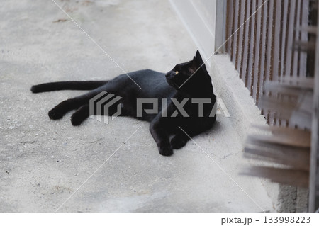 猫の日常 猫の日常 133998223