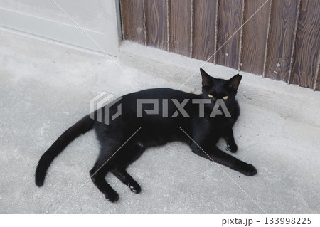 猫の日常 133998225