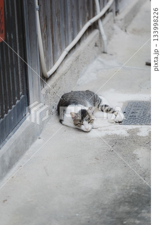 猫の日常 猫の日常 133998226