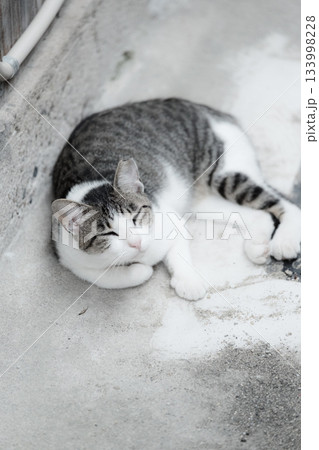 猫の日常 猫の日常 133998228