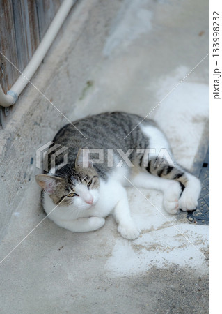 猫の日常 133998232