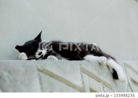 猫の日常 猫の日常 133998238