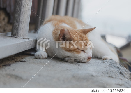 猫の日常 133998244